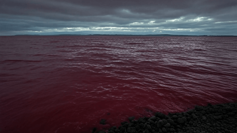 sea-of-red-768x432.png